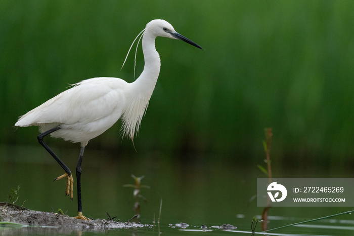 The little egret (Egretta garzetta)