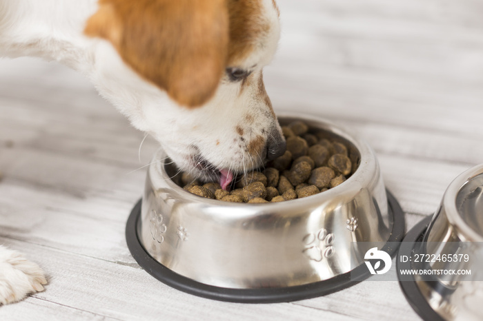 cute small dog sitting and eating his bowl of dog food. Pets indoors. Concept