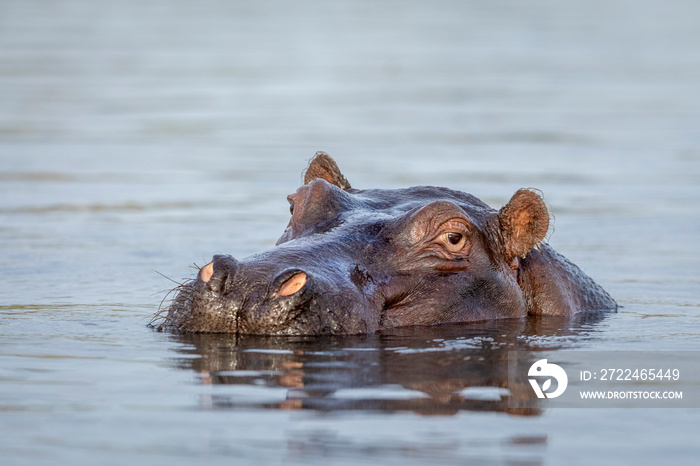 Portrait of an adult hippo in water in Chobe River in Botswana