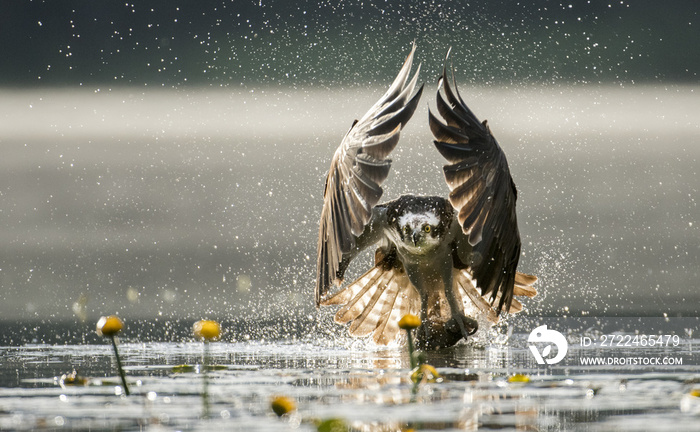 Osprey (Pandion haliaetus)