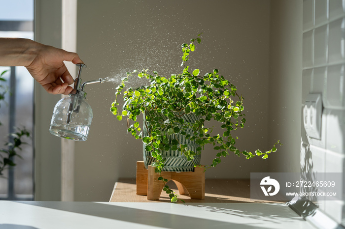 Woman spraying creeping fig Ficus Pumila houseplant in ceramic pot, using sprayer, moisturizes air surround leaves during hot summer season. Sunlight. Greenery at home. Plant care, hobby.