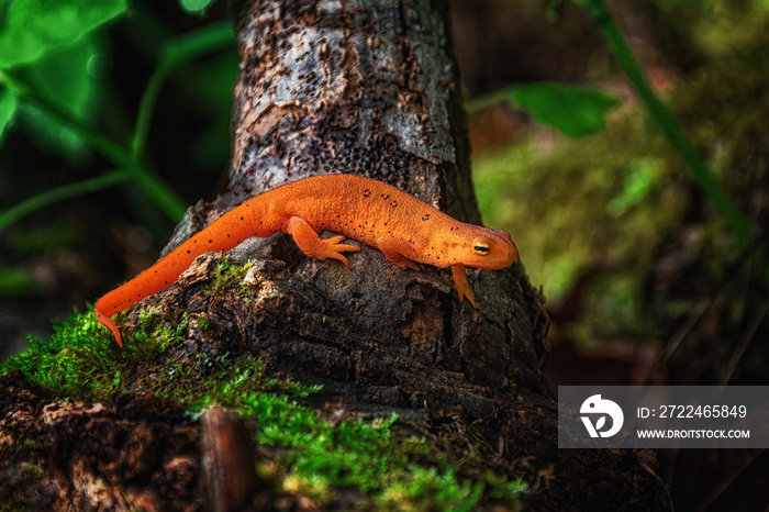 Red Spotted Newt on a tree fence line after a spring rain.  From our yard in Windsor in Broome County in Upstate NY.  Orange Newt with green moss and plants in the background.