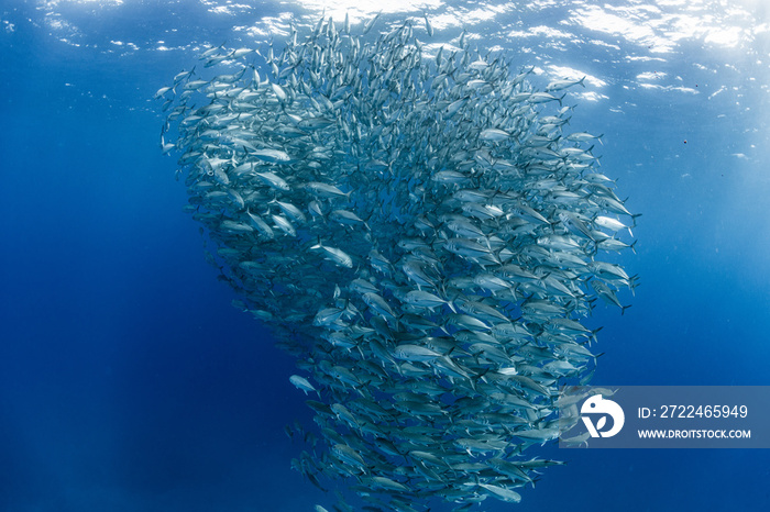 A school of bigeye trevally