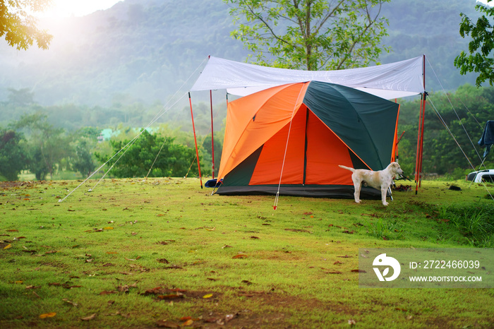 nature landscape camping tent and white dog with tree on green grass meadow and mountain in jungle garden or forest for family vacation picnic on holiday relax travel in autumn winter on sunlight