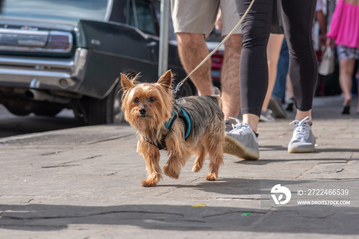 A cute, peppy, Yorkshire Terrier goes for a walk, moving quickly through the crowd on a busy city street.