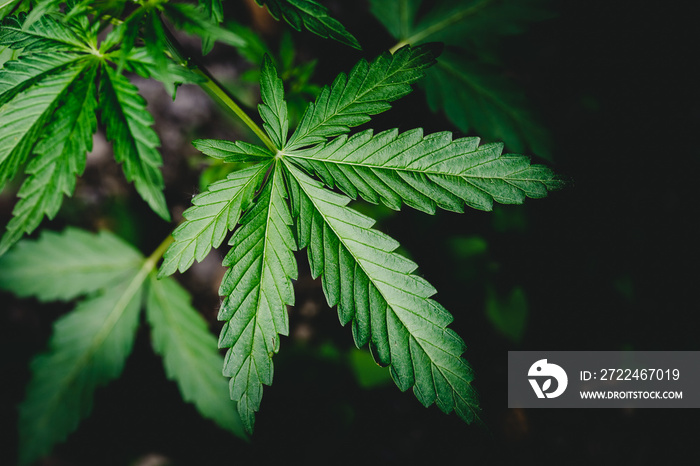 Cannabis leaves or marijuana of plant on dark blurred background, top view