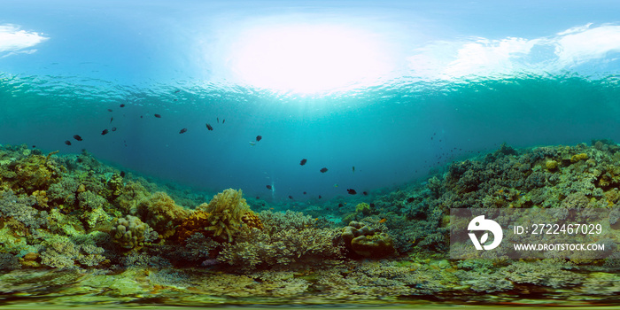 Reef Coral Scene. Tropical underwater sea fish. Hard and soft corals, underwater landscape. Philippines. Virtual Reality 360.