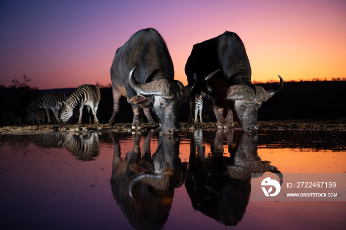 African buffalos and zebras at sunset