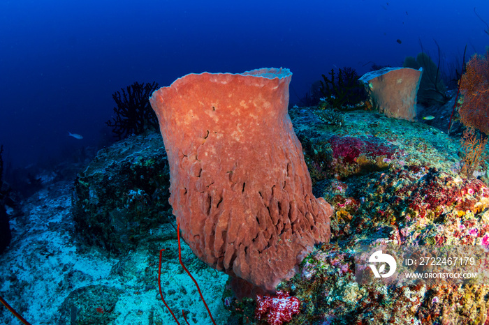 Large barrel sponges deep on a tropical coral reef