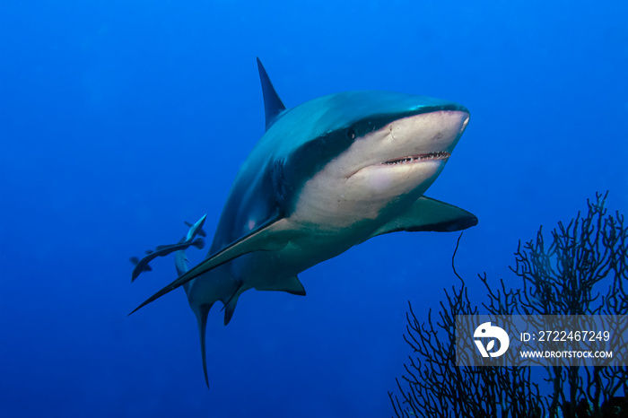 Reef  Shark (Carcharhinus leucas) With Hitchhiking Remora (Remora remora) Prowling the Reef