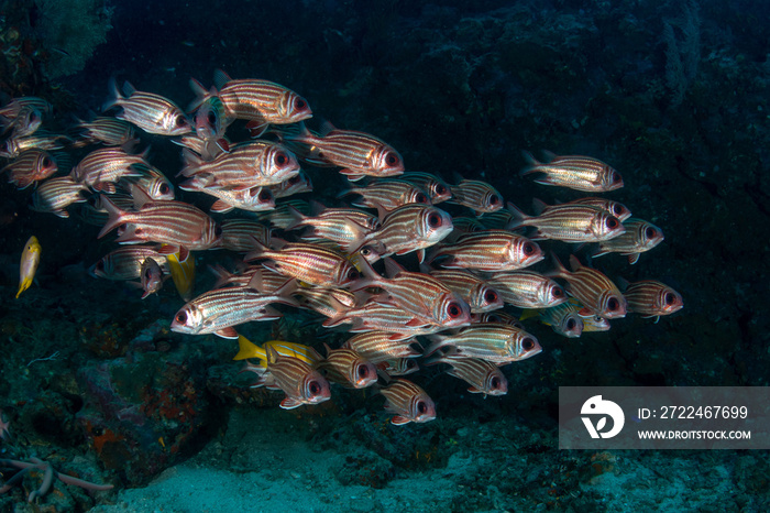 School of Red squirrelfish, Sargocentron rubrum in a tropical coral reef of Andaman sea