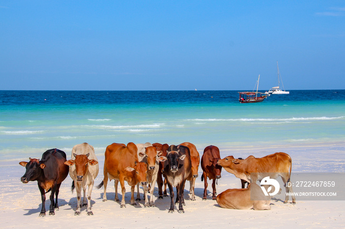 African cows on the beach of Nungwi Zanzibar