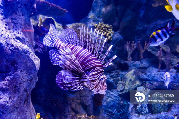 Acquarium Full of Beautiful Tropical Fishes