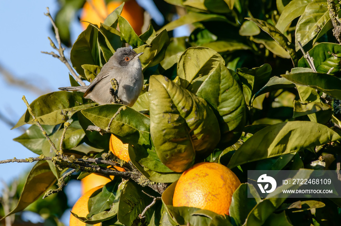 Sardinian warbler Curruca melanocephala female bird in an orange tree. Europe