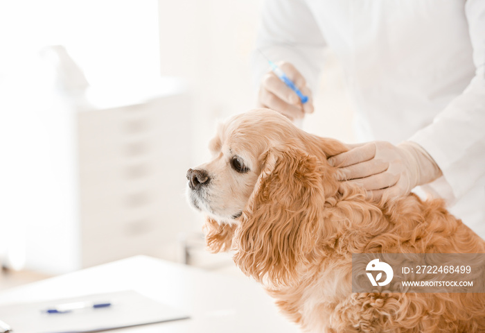 Veterinarian vaccinating cute dog in clinic