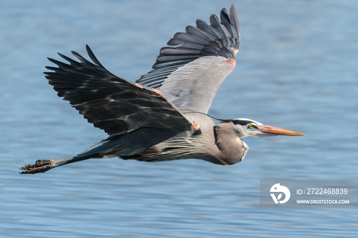 Great Blue Heron in Flight Above Blue Lake