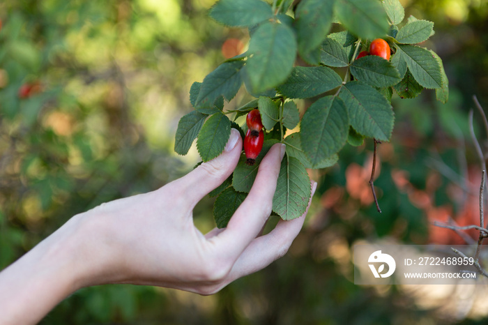 The hand reaches for the rose hip