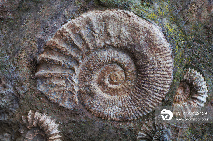 Ammonite fossils from the Jurassic. Archeology and paleontology background