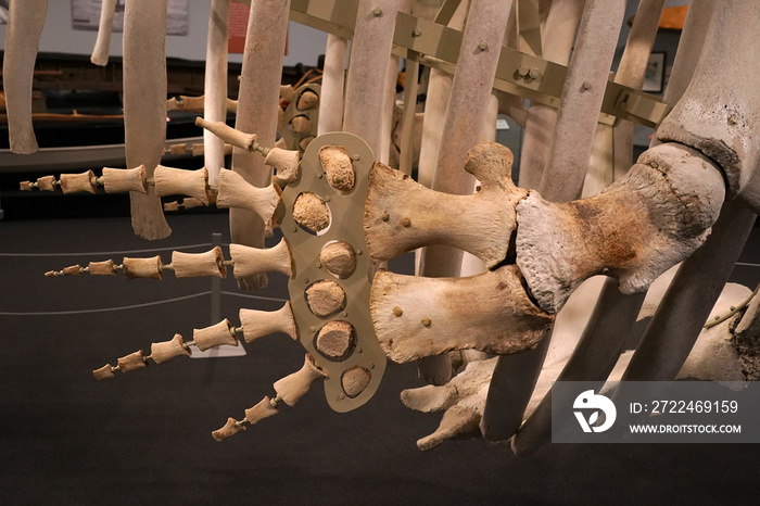 sperm whale side fin bones skeleton