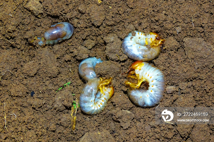 white grubs burrowing into the soil. They live in the soil and eat the soil and plant roots.