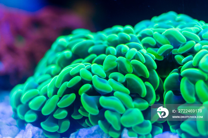 Close up of Green Hammer Coral (Euphyllia ancora)