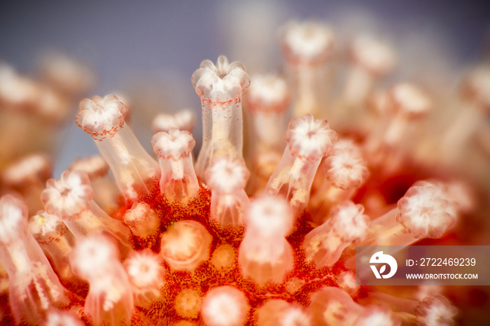 Closed Red Soft Coral polyps in the St. Lawrence Estuary