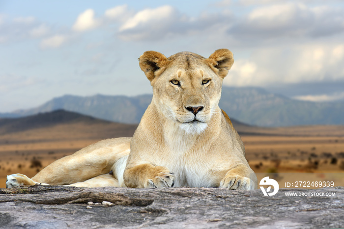 African lion in the Park South Africa