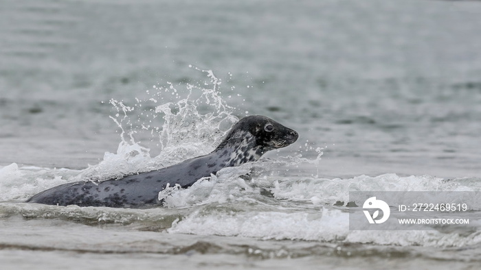 The Atlantic seal, Halichoerus grypus atlantica, meaning  hooked-nosed sea pig . Also spelled as Grey seal or Horsehead seal. North Atlantic spring.