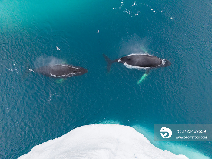 Ballenas yubartas descansando entre los icebergs a vista de drone.