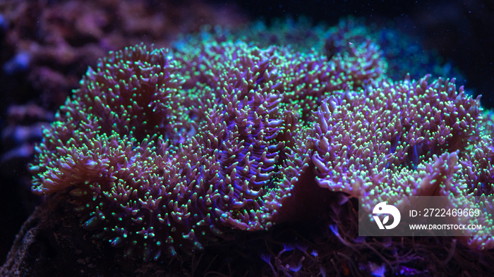 Pretty nice anemones in sea coral reef aquarium macro nature