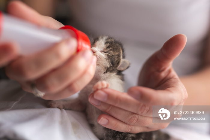 Woman feeding rescued kitten