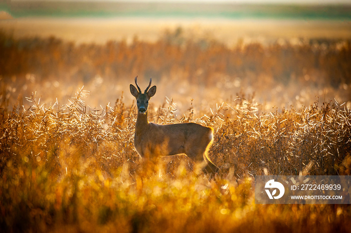 Roe deer