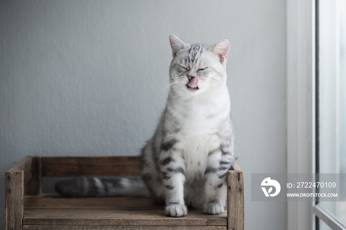 Cute American Short hair kitten sitting and licking lips