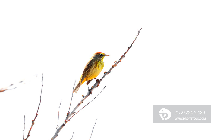 Chipping sparrow on a tree branch