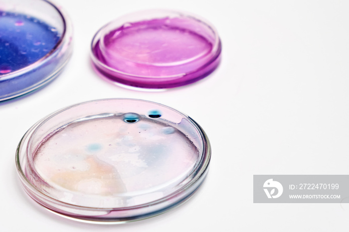 Pink, blue and transparent agar media in Petri dishes for grafting bacteria.