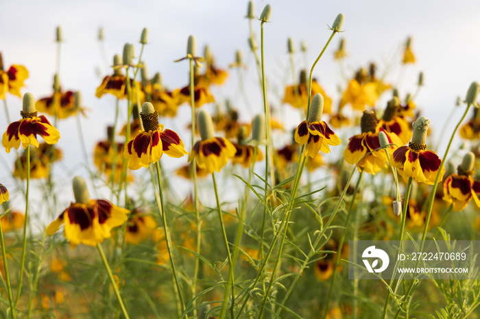 Mexican Hats, wildflowers in a field, blue sky background