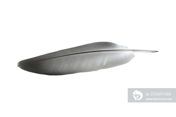 bird feather isolated from background