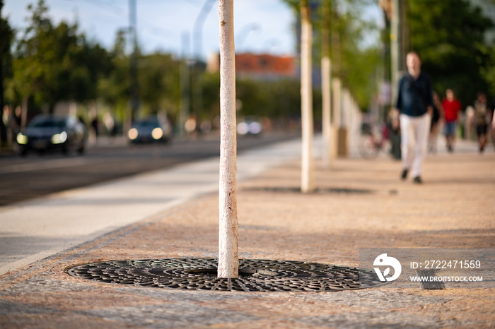 New trees planted in the pavement. Modern city fighting the global warming with young green trees.