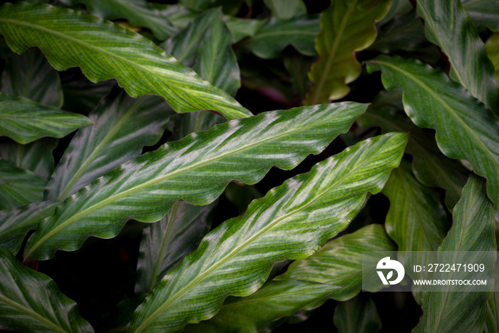 Calathea leaves (Calathea Rufibarba Fenzl). Leaves lanceolate and wavy margins. The upper leaves are dark green with shiny and under is a red-purple. Ornamental plant for garden decoration.