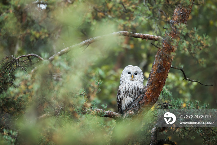 male Ural owl (Strix uralensis) sitting on a pine tree