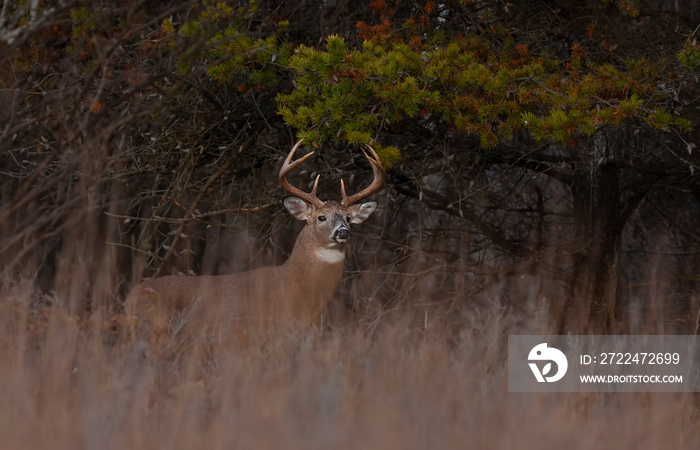 White-tailed deer buck walking through the meadow during the autumn rut in Canada