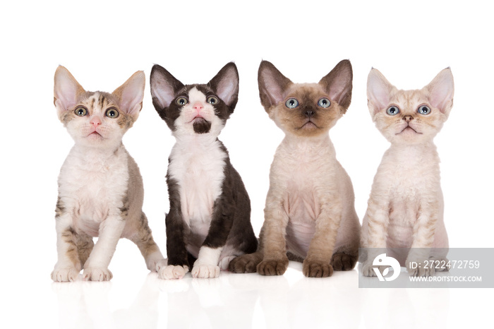 four devon rex kittens posing together on white