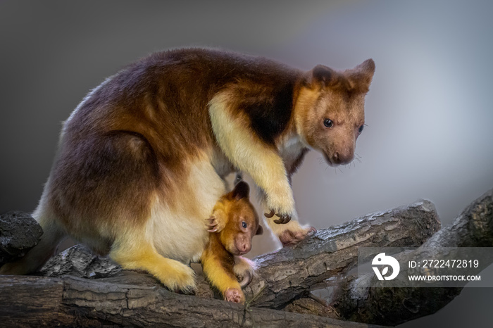 Tree Kangaroo with baby in a tree