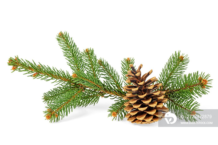 Fir tree branches and pine cone on white background