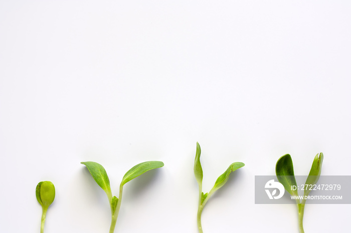 Sunflower sprout plant - ingredient of salad or food on white background with copy space for heathy eating concept