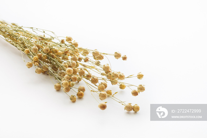 Bouquet of dry flax on a white background