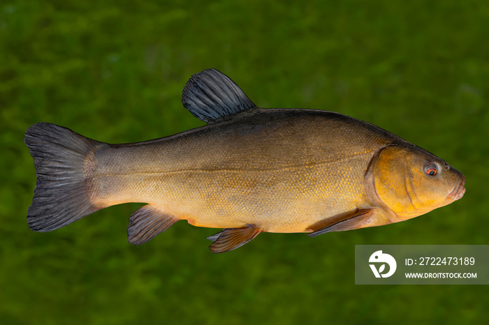 Alive golden tench fish with flowing fins underwater.