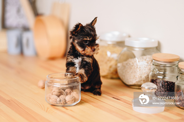 Playful Yorkshire Terrier Puppy is Sitting on Kitchen Table with his Paws Resting on Glass Jar