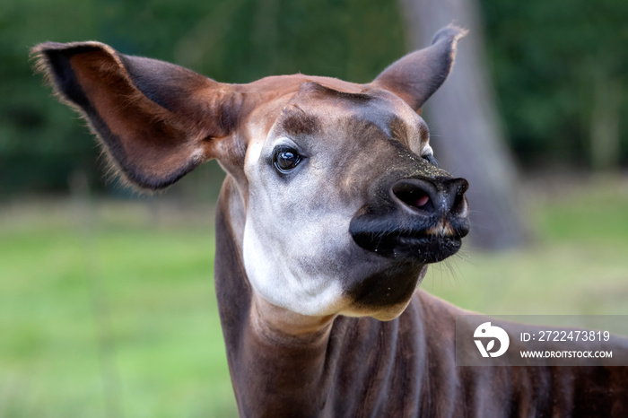 Closeup photo of okapi, artiodactyl mammal that is endemic to the northeast Democratic Republic of the Congo in central Africa