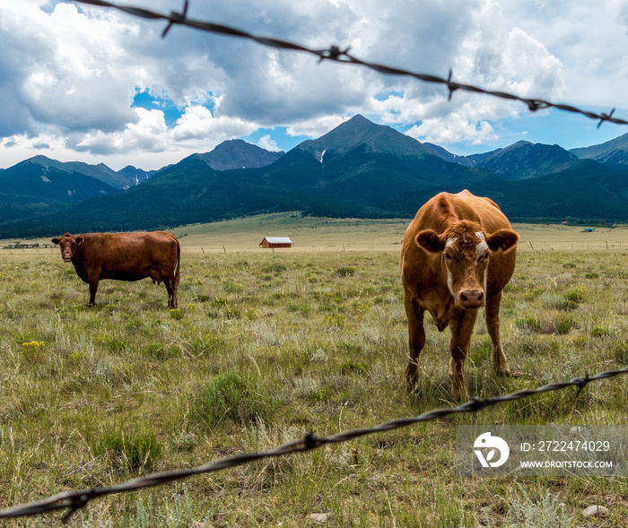 Cows in a Meadow